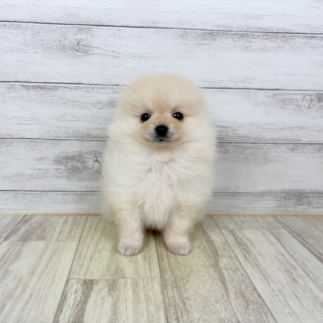 兵庫県のポメラニアン (犬の家＆猫の里川西店/2026年2月22日生まれ/男の子/クリーム)の子犬