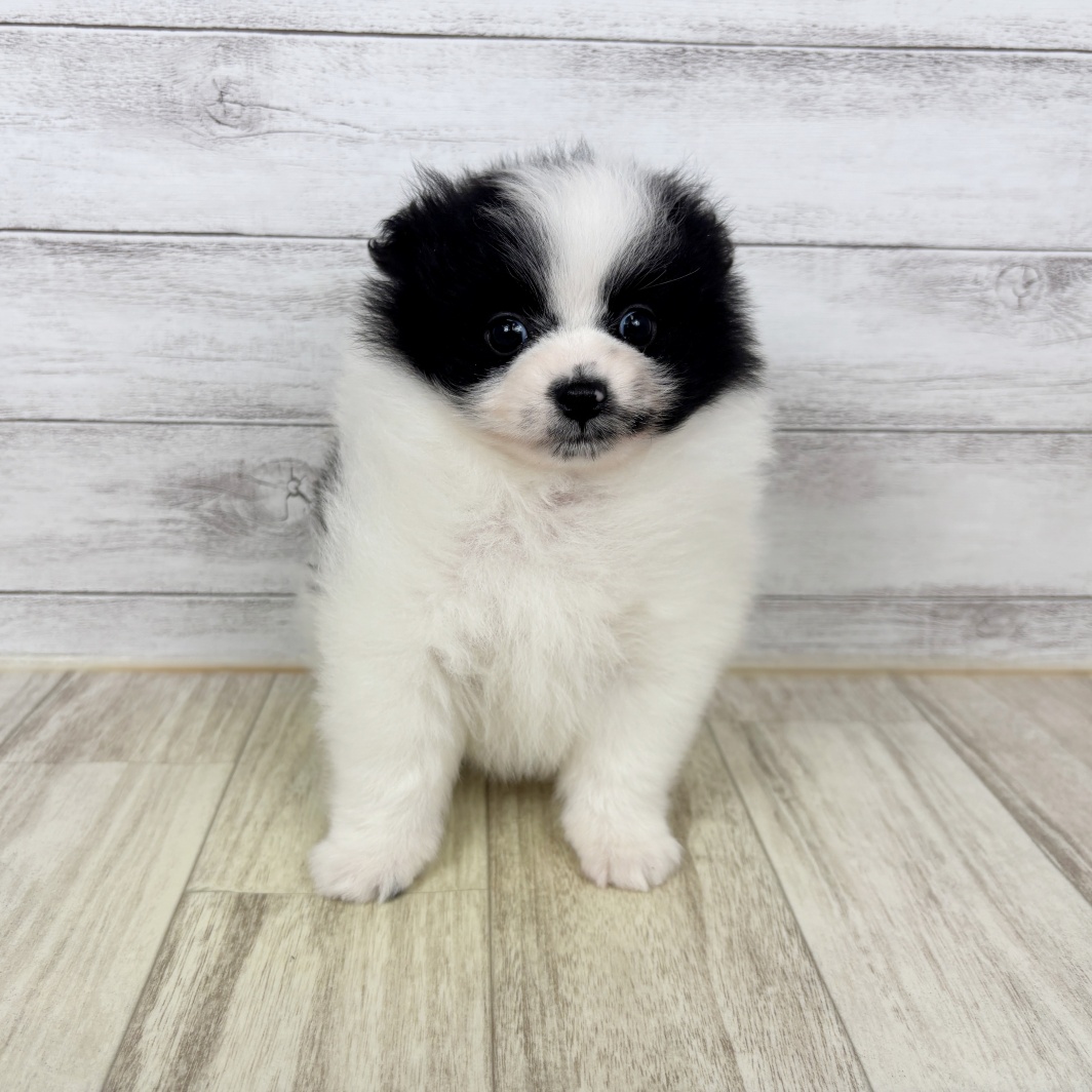 兵庫県のポメラニアン (犬の家＆猫の里川西店/2026年2月27日生まれ/女の子/ホワイトブラック)の子犬