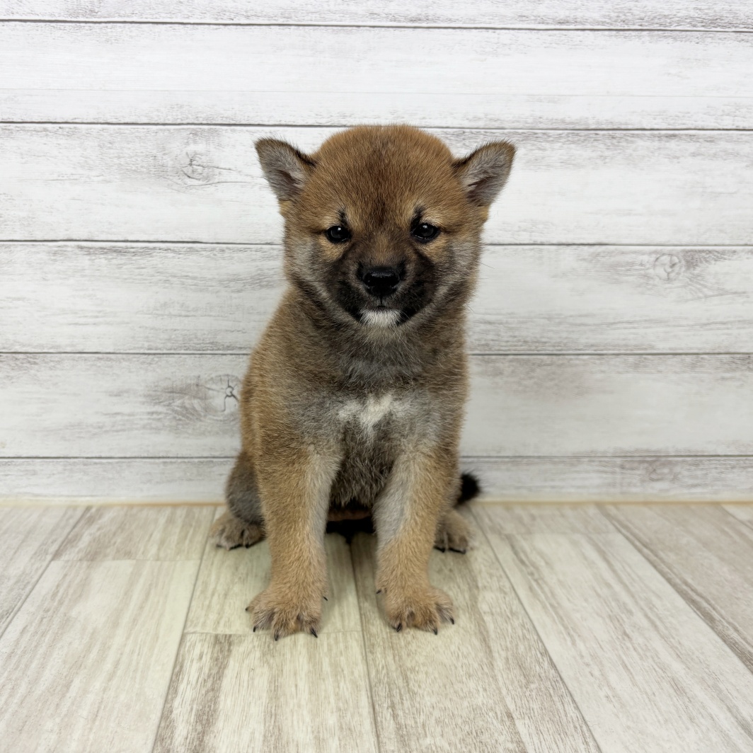 兵庫県の柴犬(標準サイズ) (犬の家＆猫の里神戸店/2026年2月28日生まれ/女の子/赤)の子犬