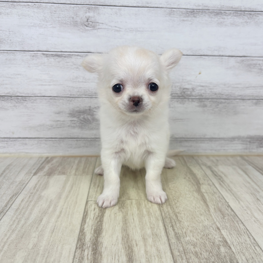 兵庫県のチワワ(ロング) (犬の家＆猫の里川西店/2026年2月28日生まれ/女の子/クリーム)の子犬