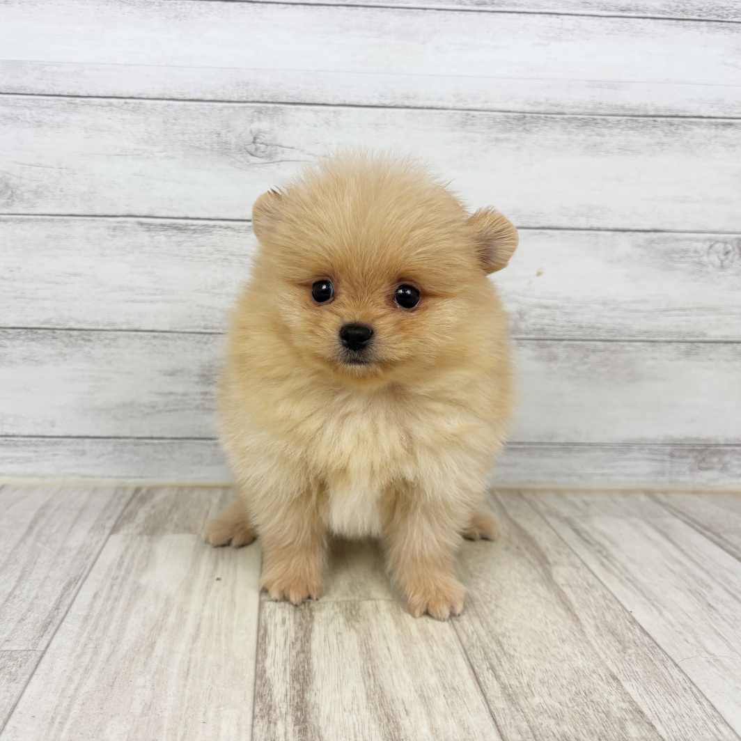 兵庫県のポメラニアン (犬の家＆猫の里川西店/2026年2月28日生まれ/男の子/クリーム)の子犬