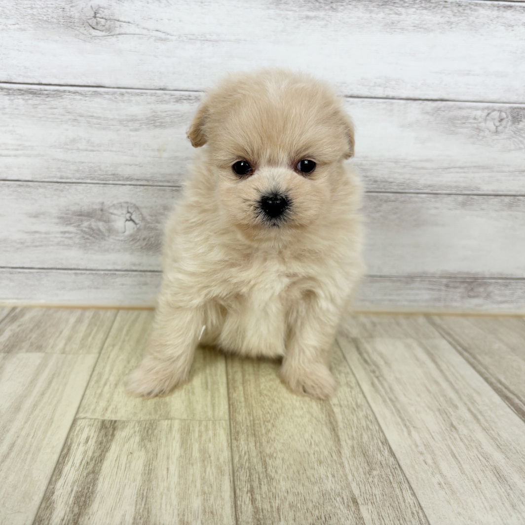 兵庫県のポメプー(ポメラニアン×プードル) (犬の家＆猫の里川西店/2026年3月1日生まれ/男の子/クリーム)の子犬