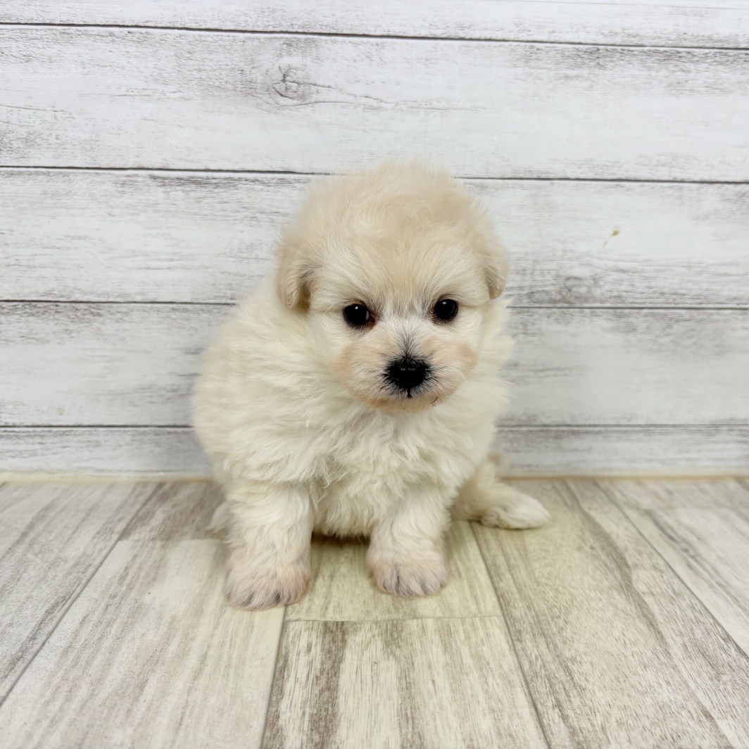 兵庫県のポメプー(ポメラニアン×プードル) (犬の家＆猫の里川西店/2026年3月1日生まれ/男の子/クリーム)の子犬