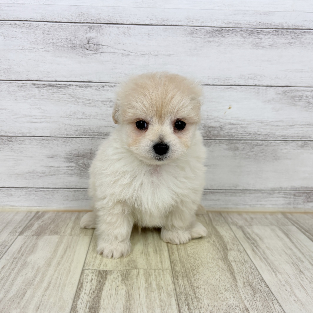 兵庫県のポメプー(ポメラニアン×プードル) (犬の家＆猫の里川西店/2026年3月1日生まれ/男の子/クリーム)の子犬