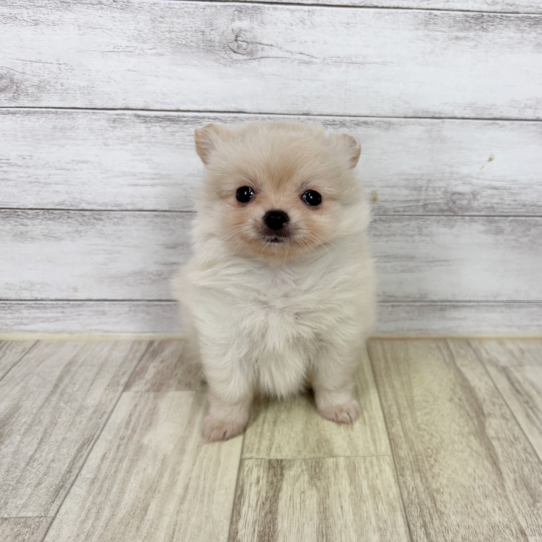 兵庫県のポメチワ/チワポメ/ポメチー(ポメラニアン×チワワ) (犬の家＆猫の里川西店/2026年3月1日生まれ/女の子/クリーム)の子犬