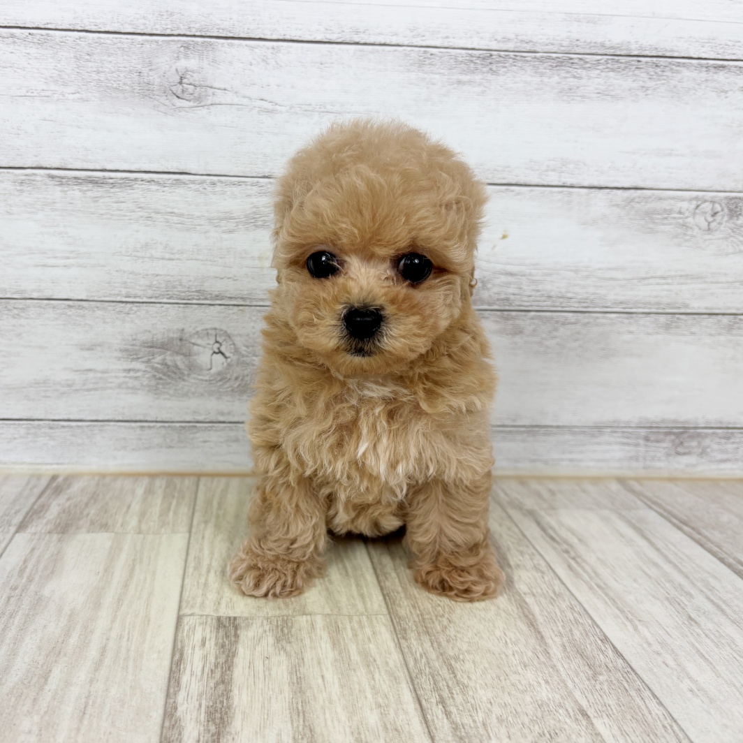 兵庫県のマルプー(マルチーズ×プードル) (犬の家＆猫の里川西店/2026年3月1日生まれ/女の子/クリーム)の子犬