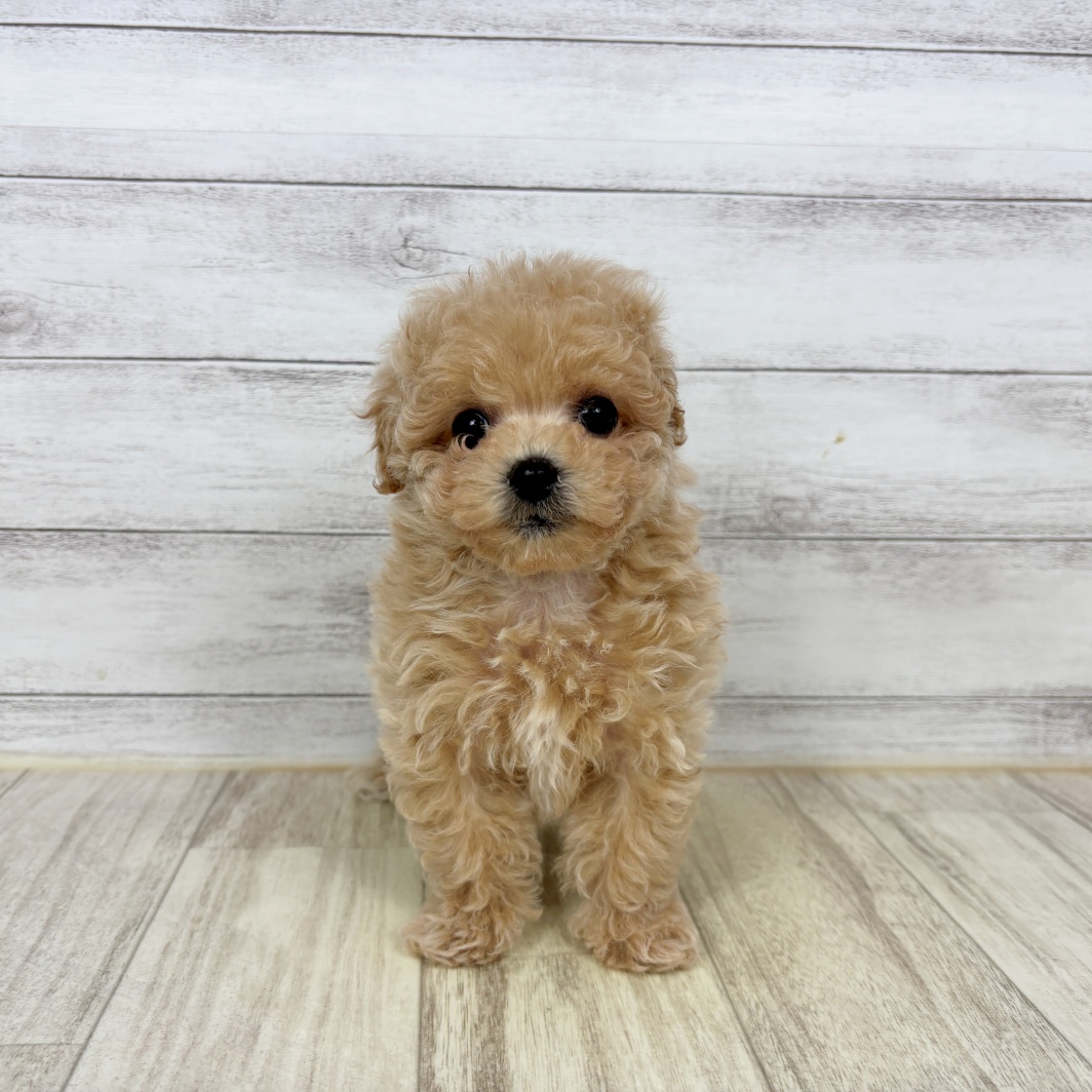 兵庫県のマルプー(マルチーズ×プードル) (犬の家＆猫の里川西店/2026年3月1日生まれ/女の子/クリーム)の子犬