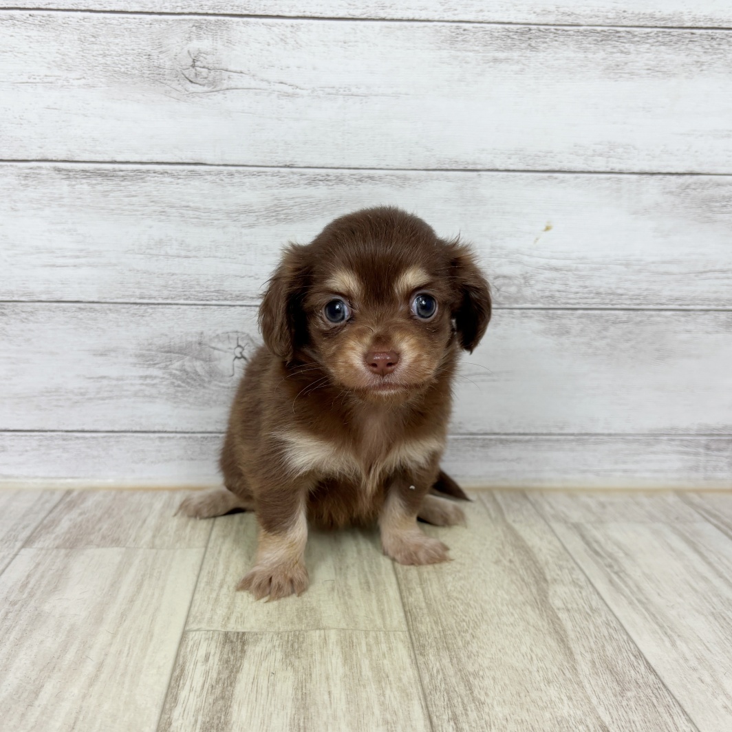 兵庫県のチワックス(チワワ×ダックス) (犬の家＆猫の里川西店/2026年2月28日生まれ/女の子/チョコレートクリーム)の子犬