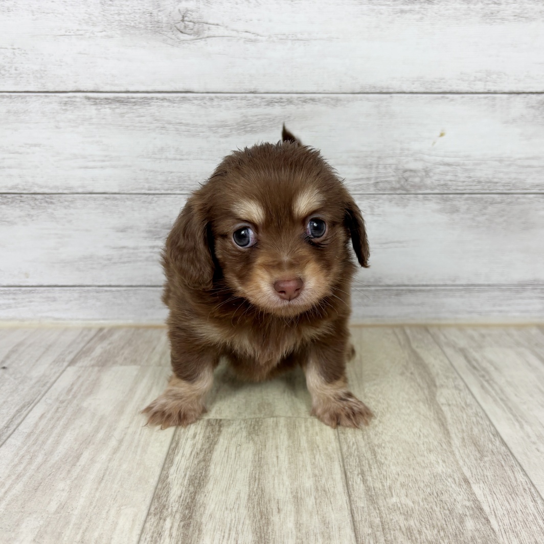 兵庫県のチワックス(チワワ×ダックス) (犬の家＆猫の里川西店/2026年2月28日生まれ/男の子/チョコレートクリーム)の子犬