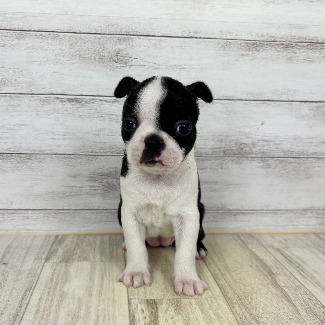兵庫県のボストンテリア (犬の家＆猫の里ゆめタウン姫路店/2026年3月1日生まれ/女の子/ボストンカラー)の子犬