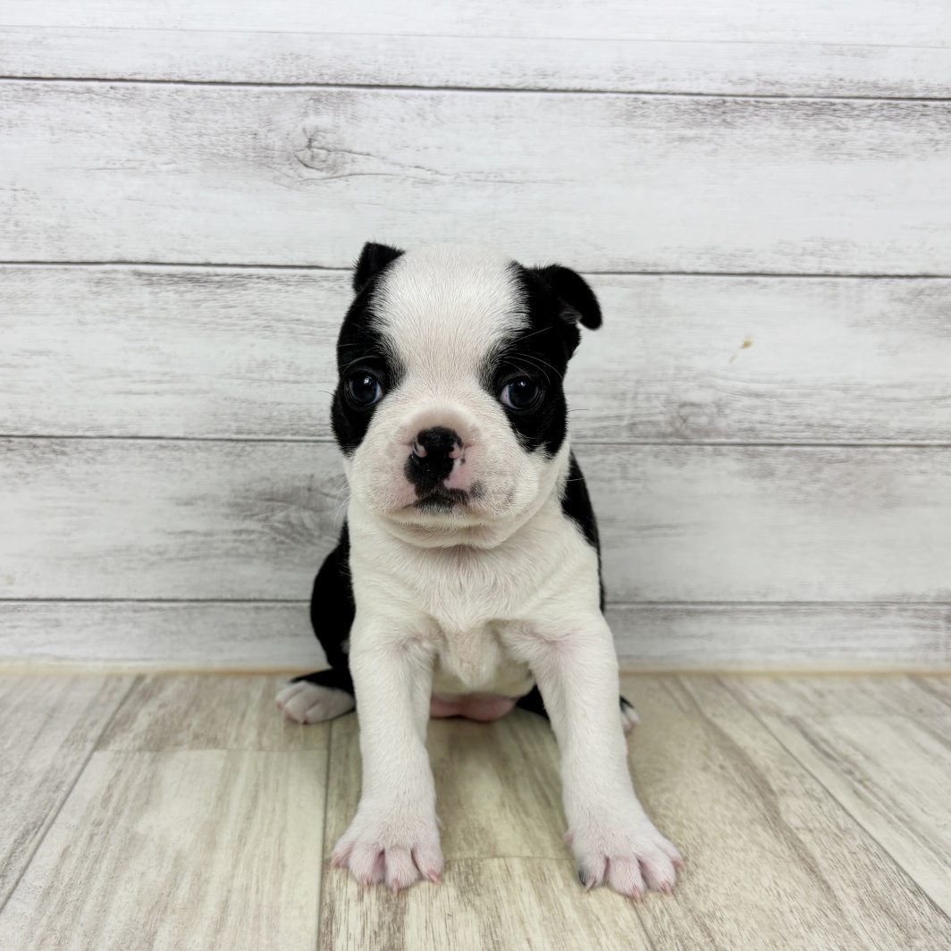 兵庫県のボストンテリア (犬の家＆猫の里川西店/2026年3月1日生まれ/女の子/ボストンカラー)の子犬