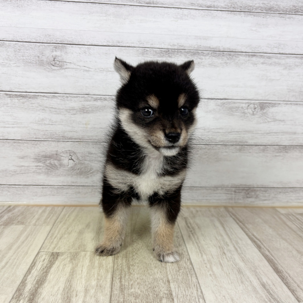 兵庫県の豆柴 (犬の家＆猫の里ニッケパークタウン加古川店/2026年2月26日生まれ/女の子/黒)の子犬