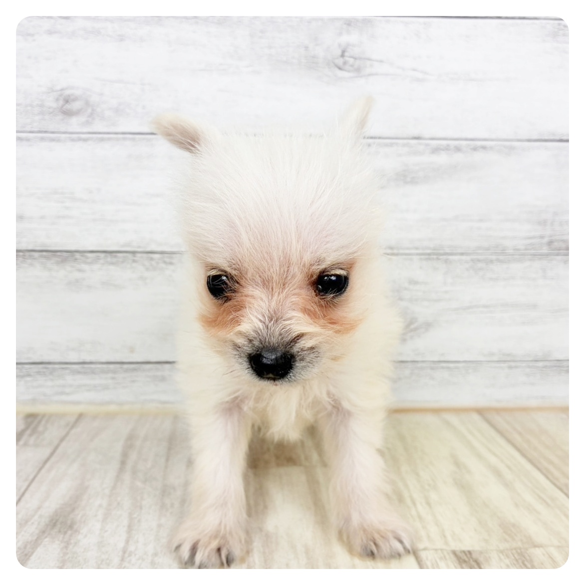 兵庫県のポメシュナ/シュナポメ(ポメラニアン×シュナウザー) (犬の家＆猫の里川西店/2026年2月22日生まれ/男の子/クリーム)の子犬