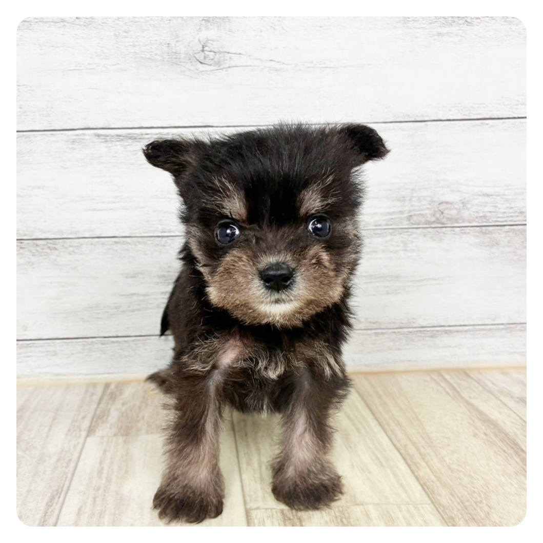 兵庫県のポメシュナ/シュナポメ(ポメラニアン×シュナウザー) (犬の家＆猫の里川西店/2026年2月22日生まれ/男の子/ブラックタン)の子犬