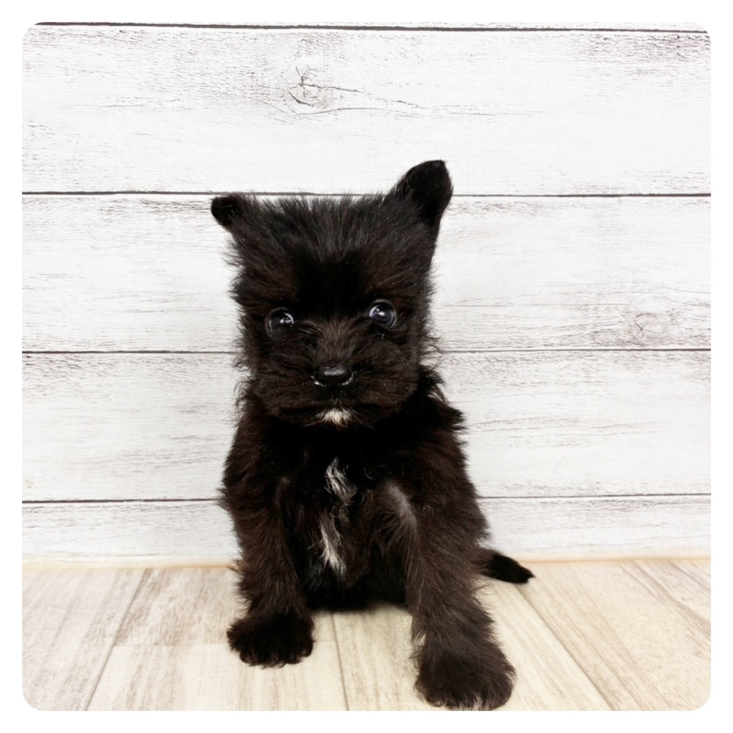 兵庫県のポメシュナ/シュナポメ(ポメラニアン×シュナウザー) (犬の家＆猫の里川西店/2026年2月22日生まれ/女の子/ブラック)の子犬