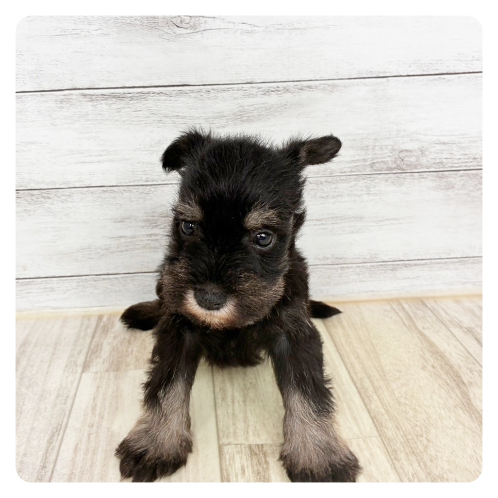 兵庫県のミニチュアシュナウザー (犬の家＆猫の里川西店/2026年2月28日生まれ/男の子/ブラックシルバー)の子犬