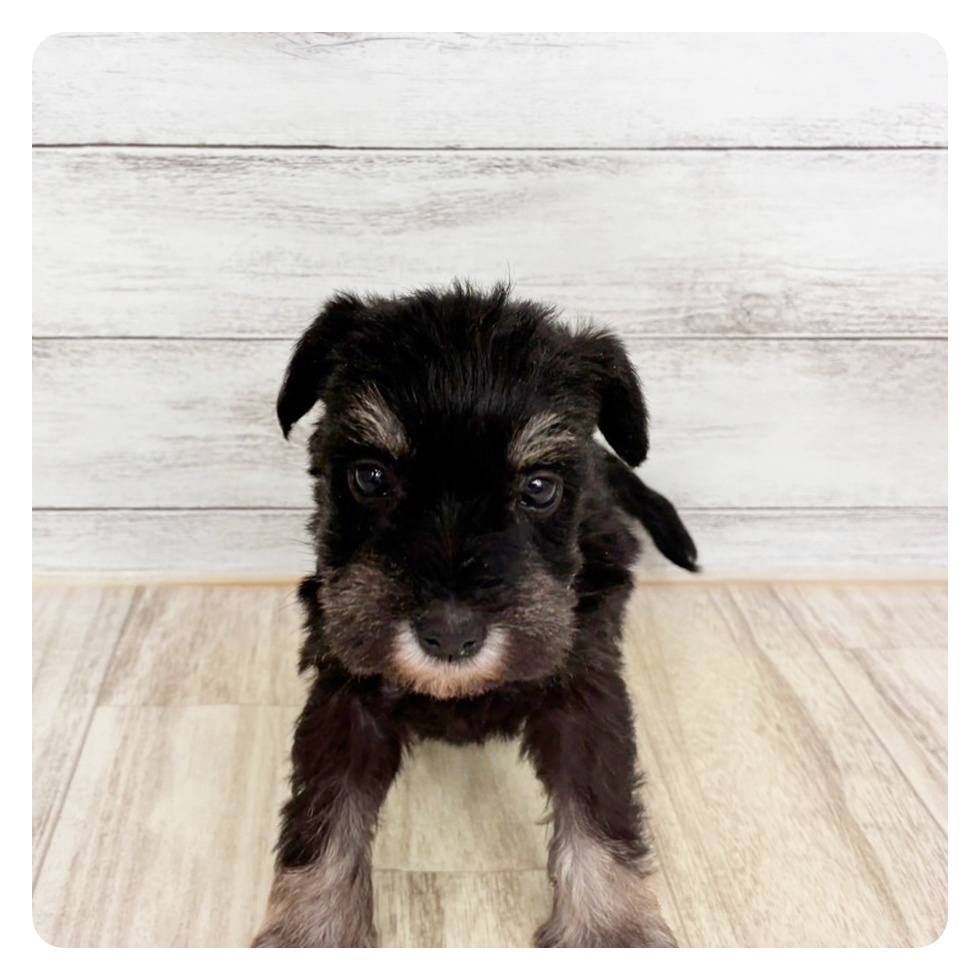 兵庫県のミニチュアシュナウザー (犬の家＆猫の里川西店/2026年2月28日生まれ/女の子/ブラックシルバー)の子犬