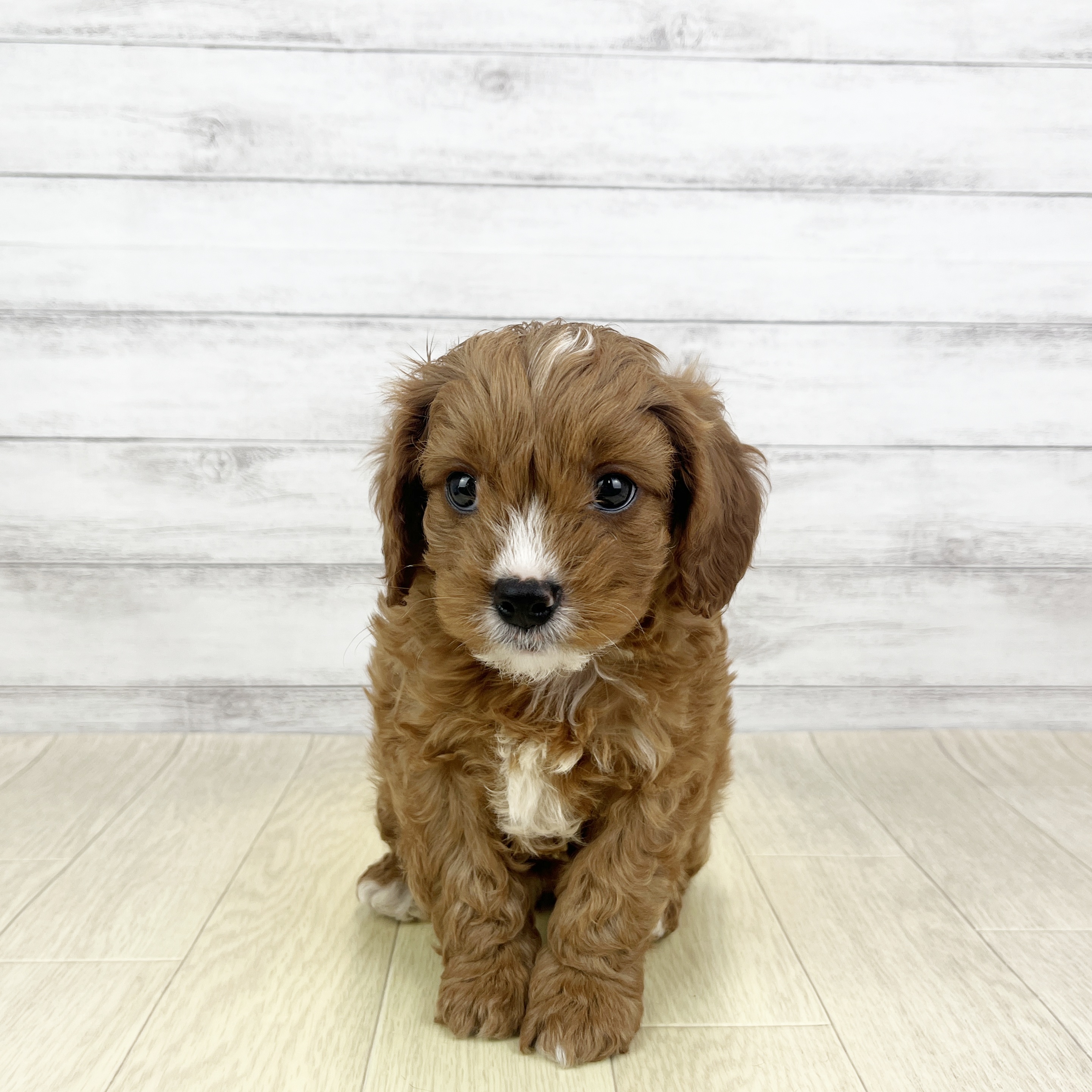 ハーフ犬女の子の写真