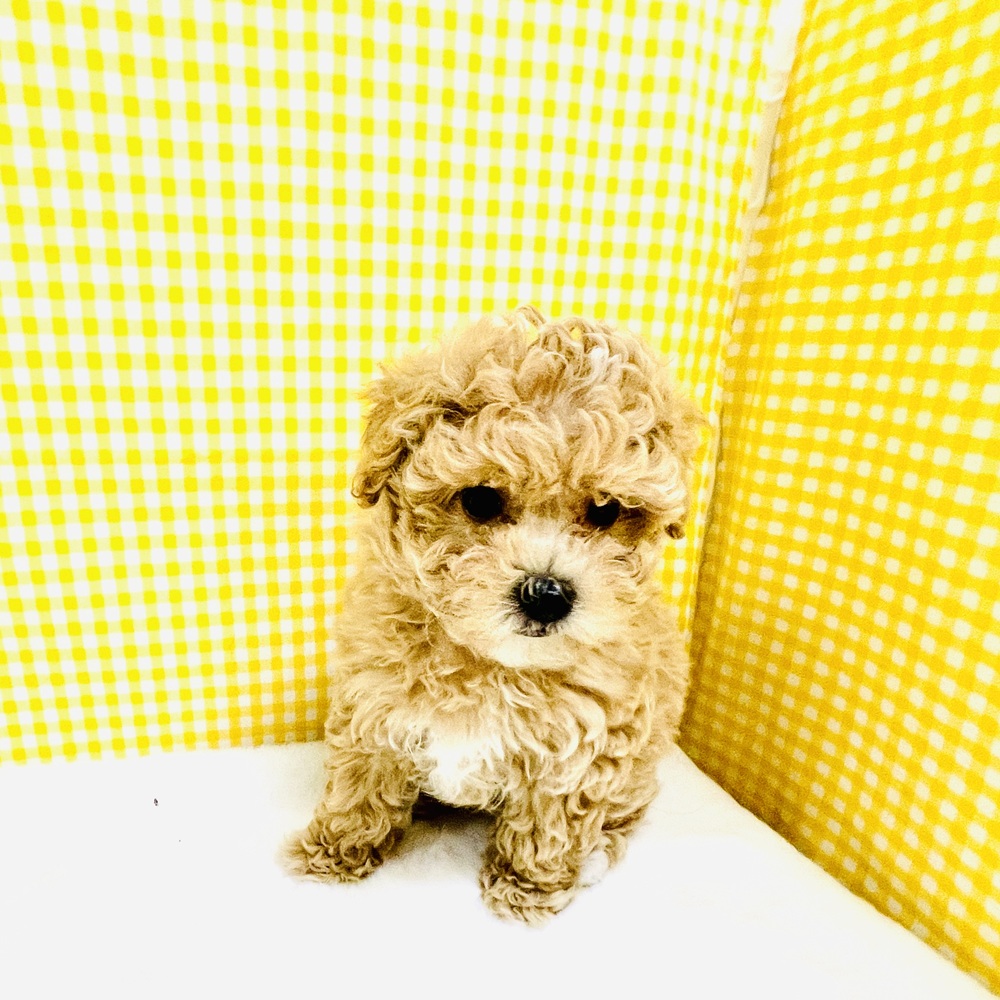 ハーフ犬男の子の写真