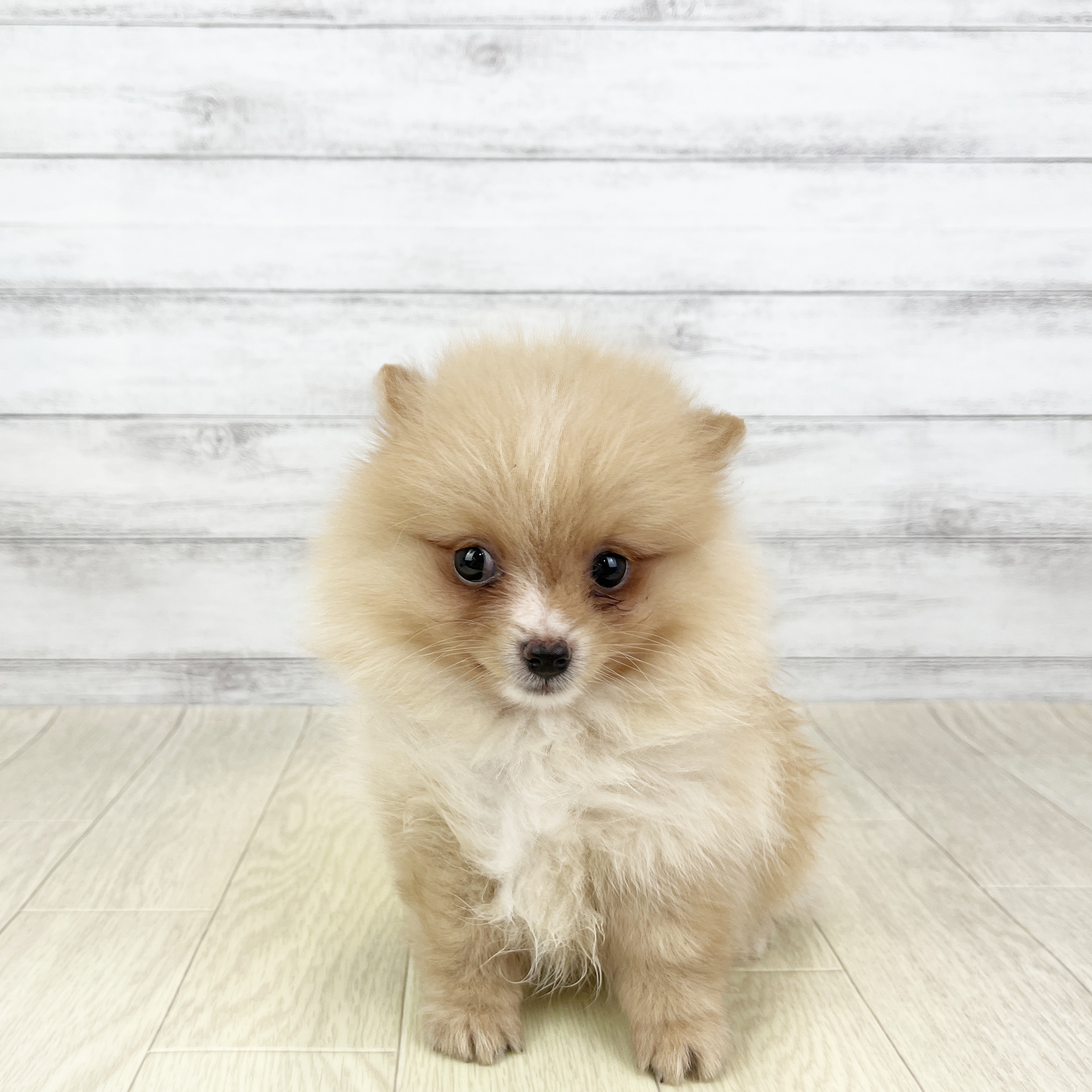 愛知県のポメラニアン (犬の家＆猫の里春日井本店/2026年2月28日生まれ/女の子/クリーム)の子犬