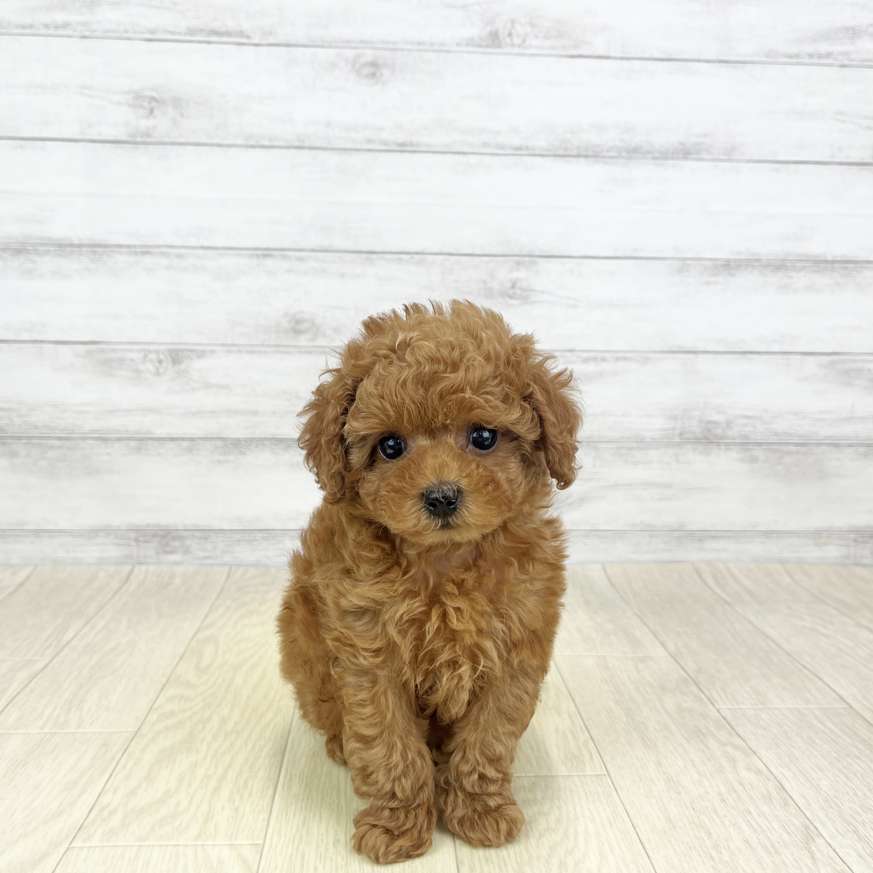 愛知県のトイプードル(トイ) (犬の家＆猫の里春日井本店/2026年3月1日生まれ/男の子/レッドフォーン)の子犬