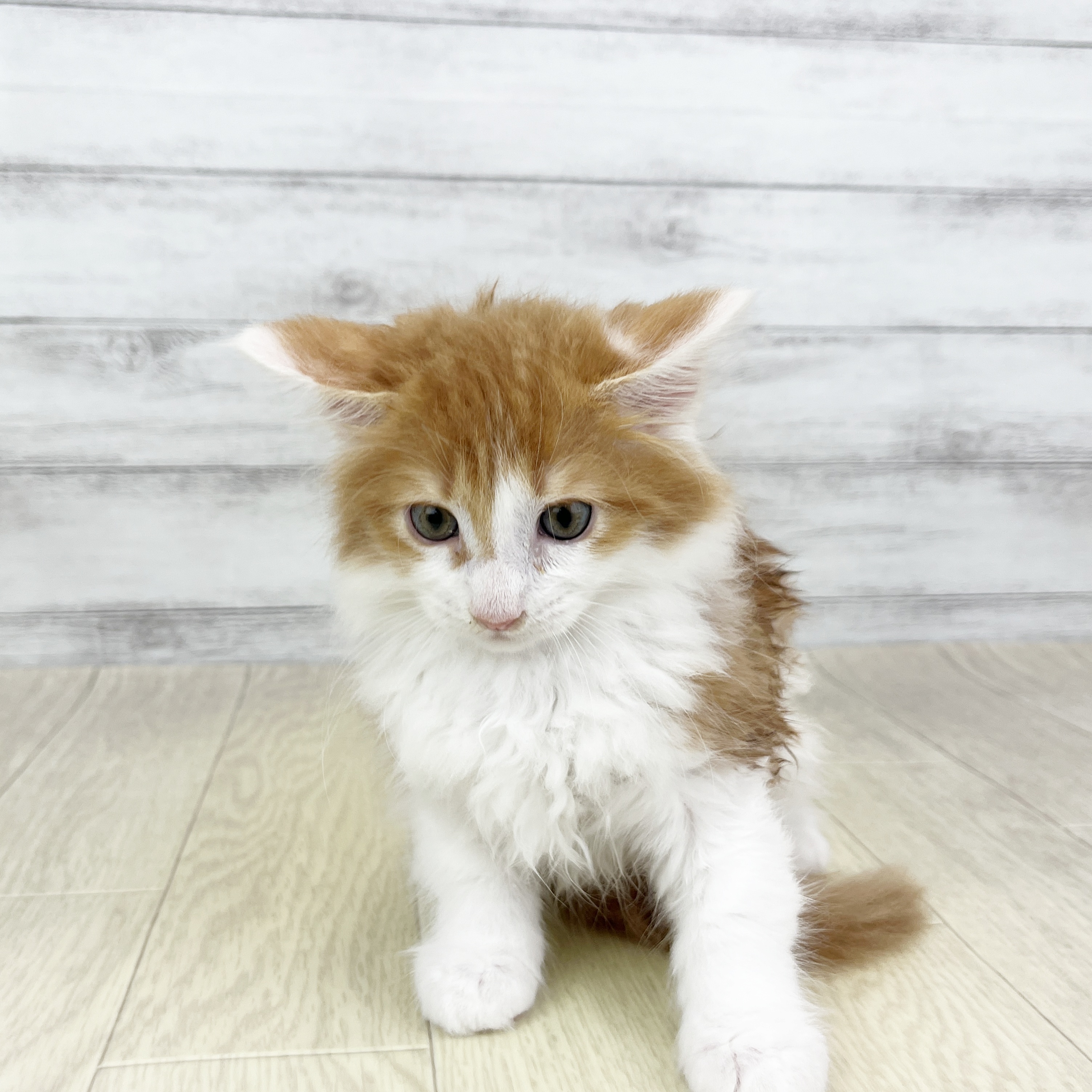 岐阜県のメインクーン (犬の家＆猫の里中津川店/2026年2月23日生まれ/女の子/レッドタビーホワイト)の子猫