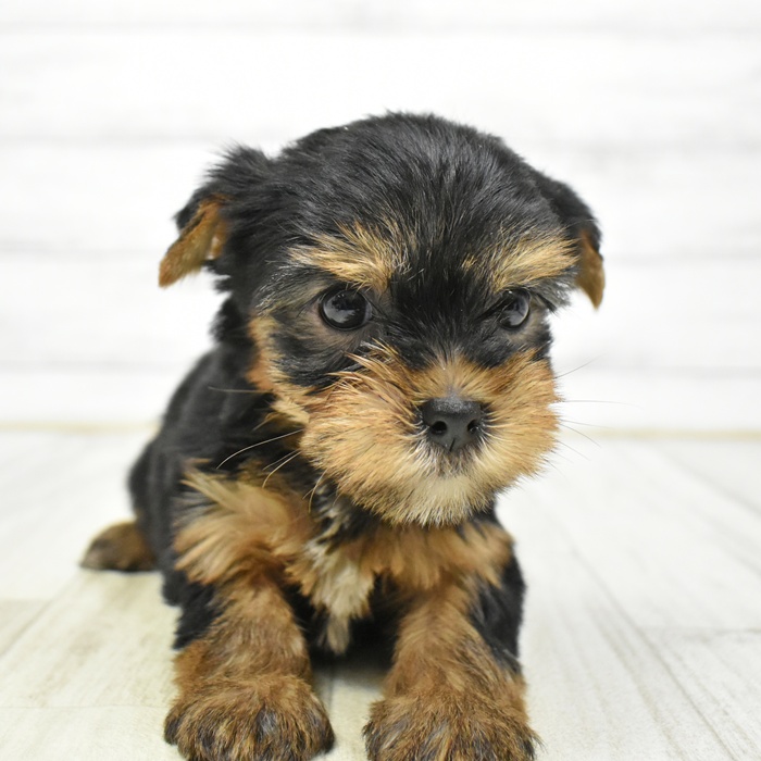 ヨークシャーテリア女の子の写真