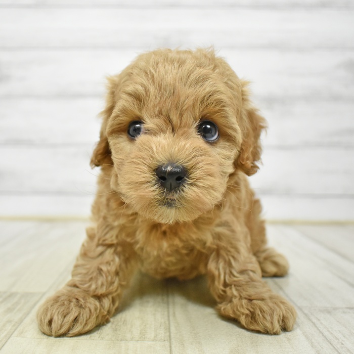 ハーフ犬女の子の写真