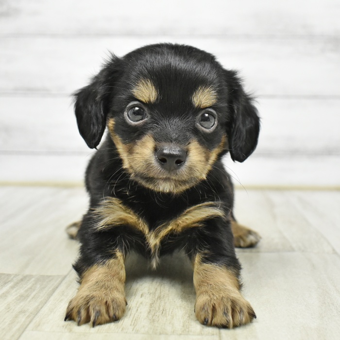 ハーフ犬女の子の写真