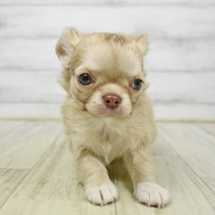 チワワ（ロング）男の子の写真