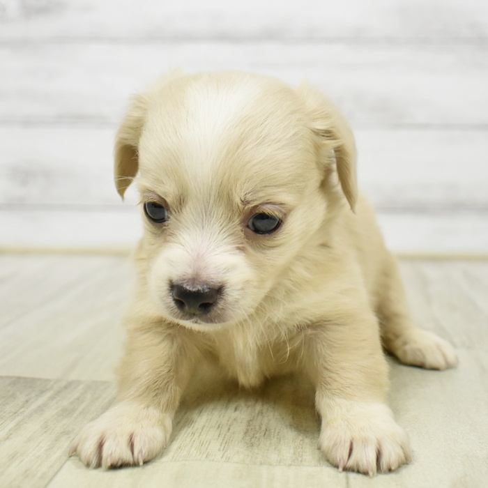 ハーフ犬女の子の写真