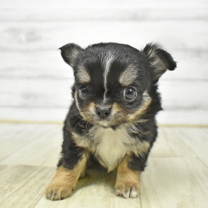 長野県のチワワ(ロング) (犬の家＆猫の里カインズ梓川店/2026年3月2日生まれ/女の子/トライカラー)の子犬