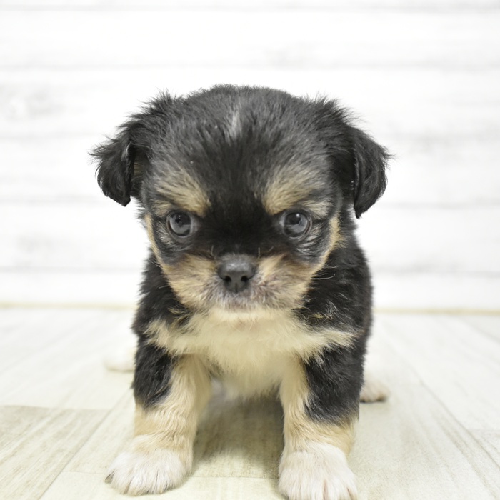 ハーフ犬女の子の写真