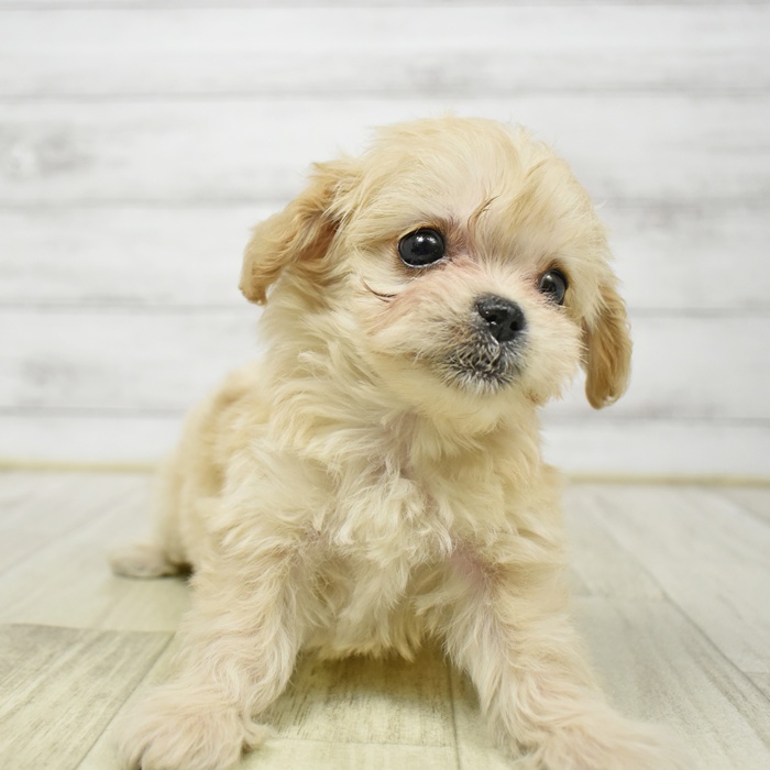 ハーフ犬女の子の写真