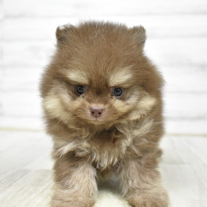 ポメラニアン男の子の写真