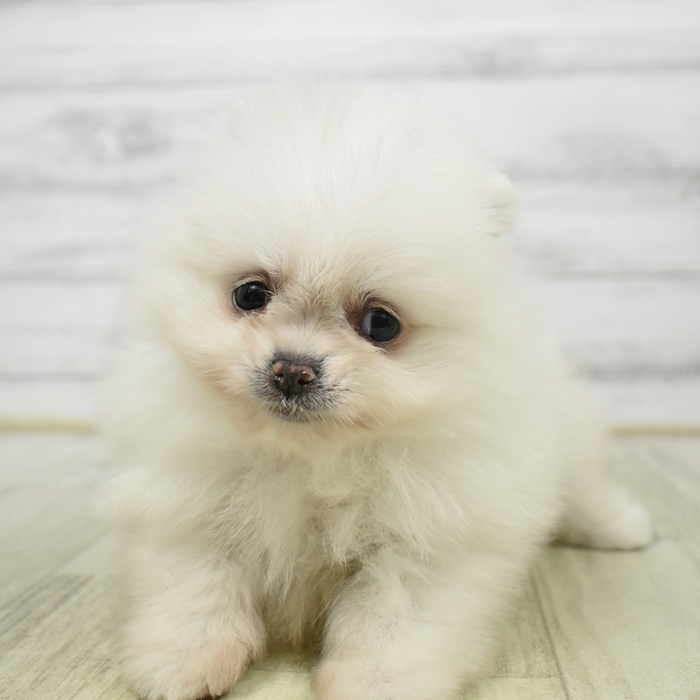 ポメラニアン女の子の写真