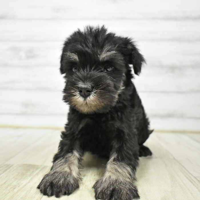 ミニチュアシュナウザー男の子の写真