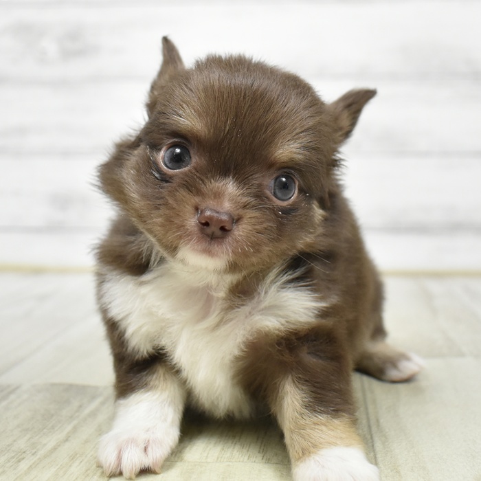 チワワ（ロング）男の子の写真
