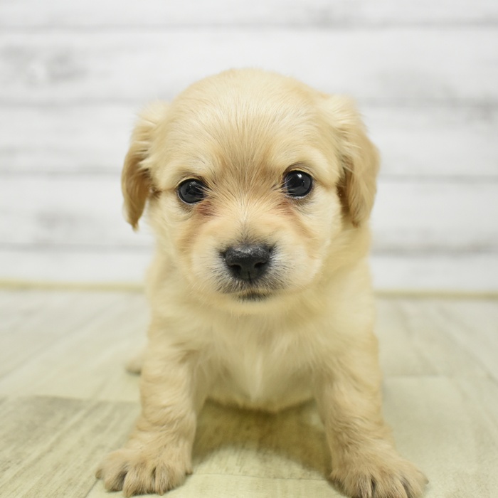 ハーフ犬男の子の写真