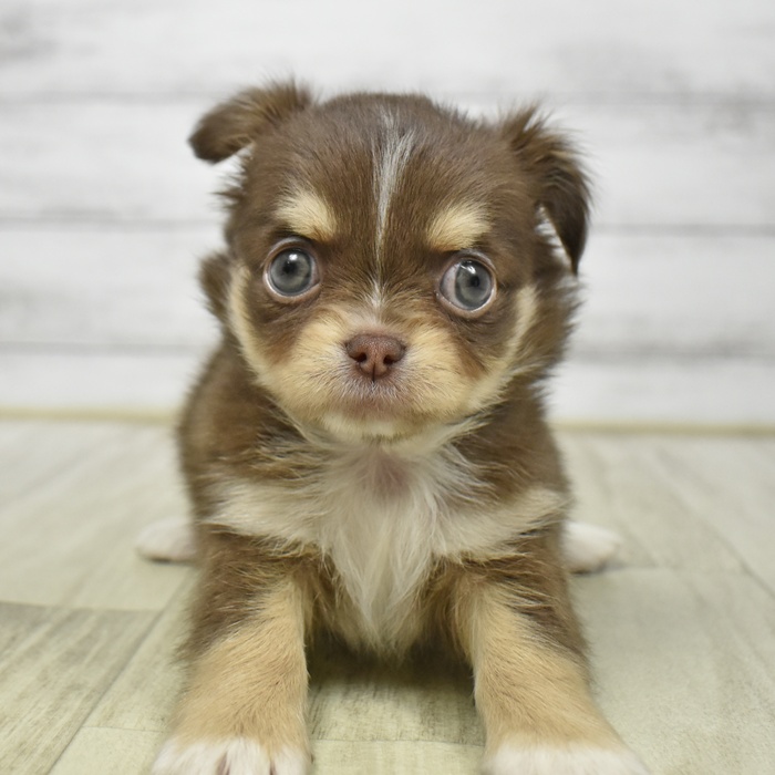 福井県のチワワ(ロング) (犬の家＆猫の里アミーゴ福井店/2026年3月3日生まれ/女の子/チョコレートタン)の子犬