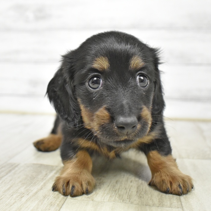 ミニチュアダックス女の子の写真