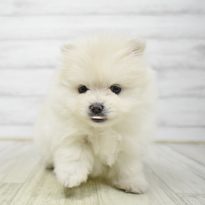 ポメラニアン男の子の写真