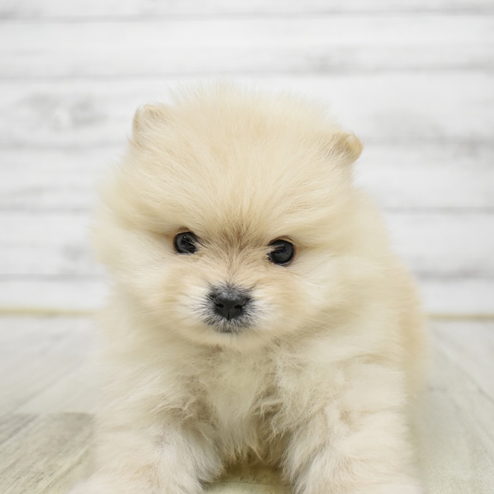 ポメラニアン女の子の写真