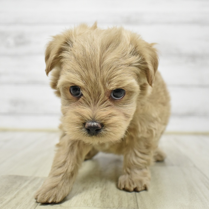 ハーフ犬女の子の写真