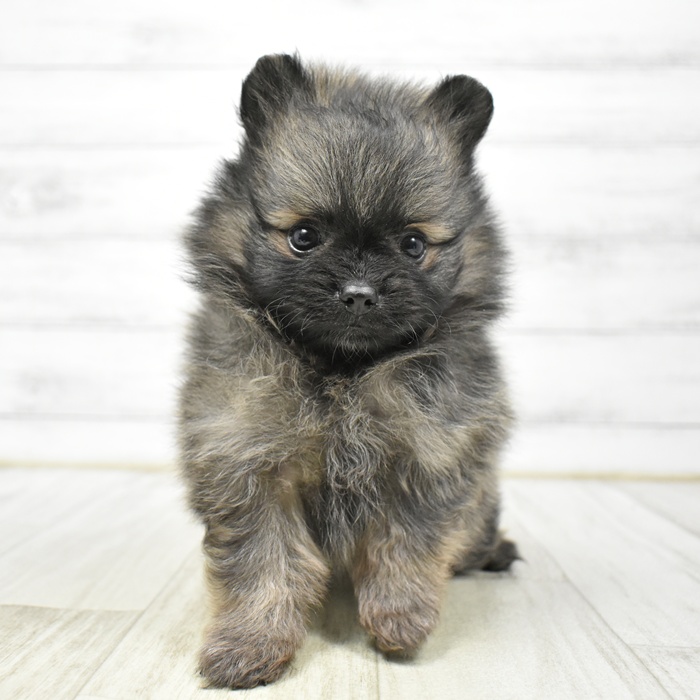 ポメラニアン男の子の写真