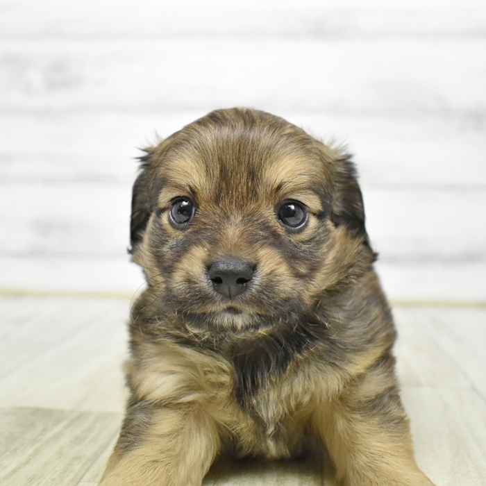 ハーフ犬男の子の写真