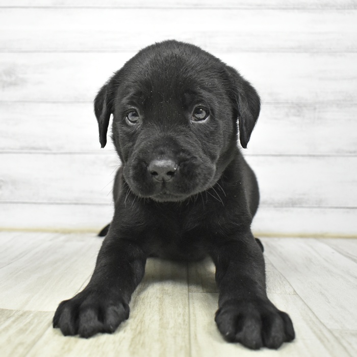 ラブラドールレトリーバー男の子の写真