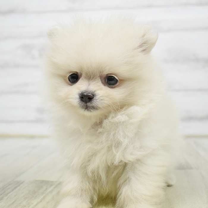 ポメラニアン女の子の写真