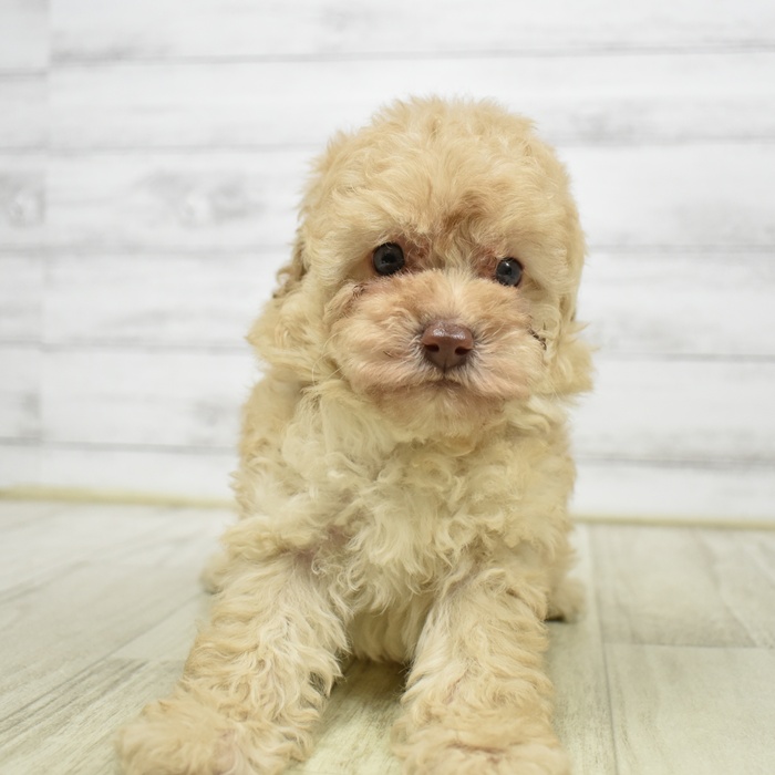トイプードル女の子の写真