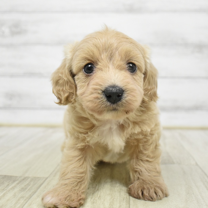 ハーフ犬女の子の写真